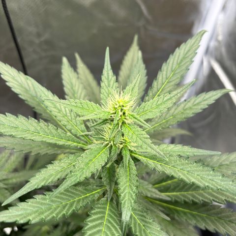 Frosted Guava growlog timeline photo