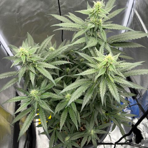 Frosted Guava growlog timeline photo