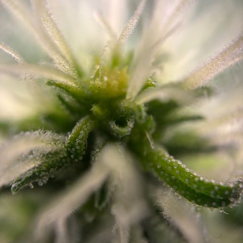 Frosted Guava growlog timeline photo