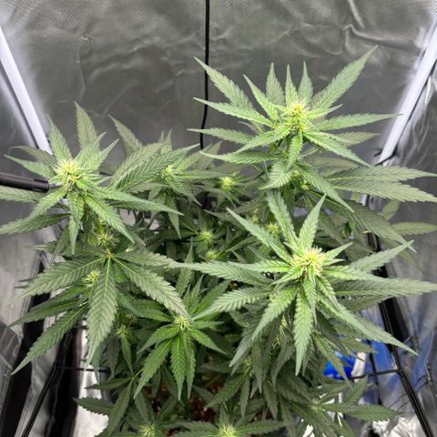Frosted Guava growlog timeline photo