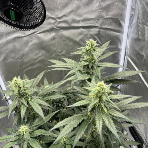 Frosted Guava growlog timeline photo