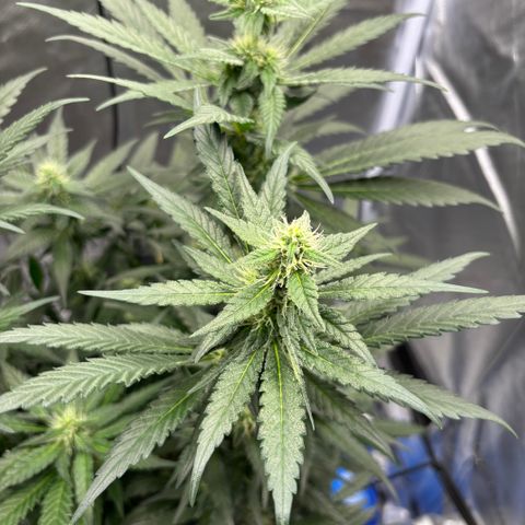 Frosted Guava growlog timeline photo