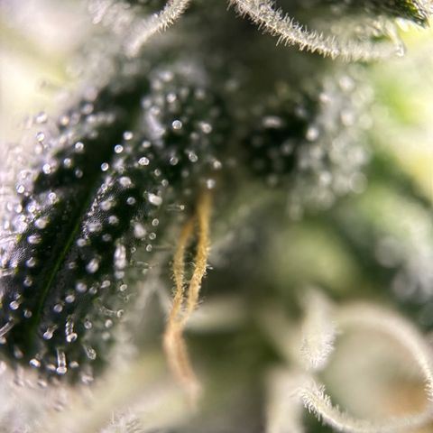 Frosted Guava growlog timeline photo