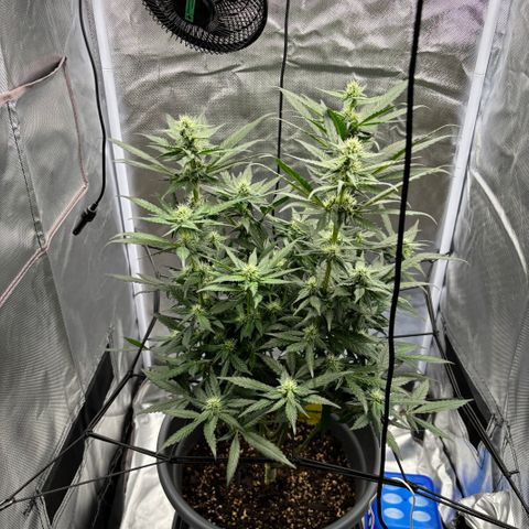 Frosted Guava growlog timeline photo