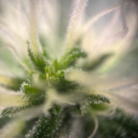 Frosted Guava growlog timeline photo