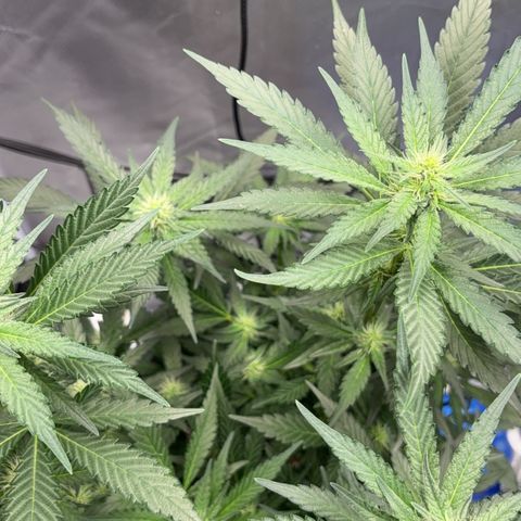 Frosted Guava growlog timeline photo