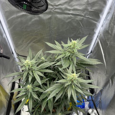 Frosted Guava growlog timeline photo