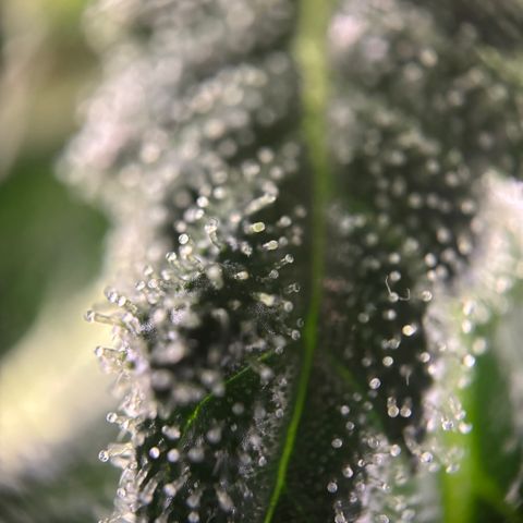 Frosted Guava growlog timeline photo