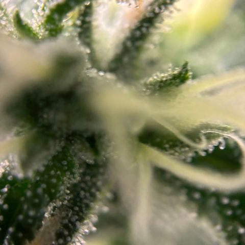 Frosted Guava growlog timeline photo