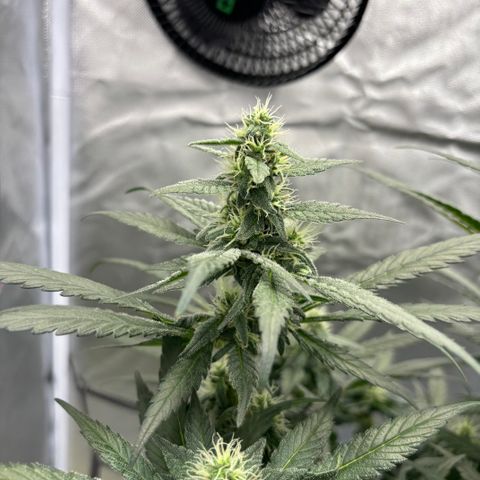 Frosted Guava growlog timeline photo
