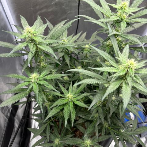 Frosted Guava growlog timeline photo