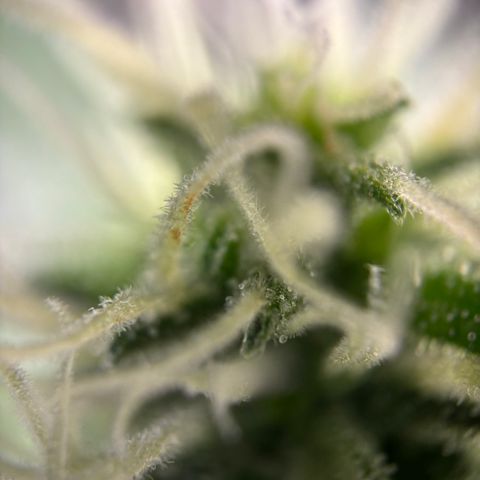 Frosted Guava growlog timeline photo