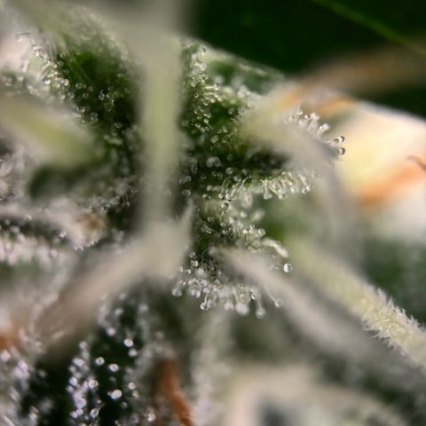 Frosted Guava growlog timeline photo