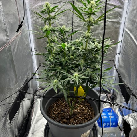 Frosted Guava growlog timeline photo