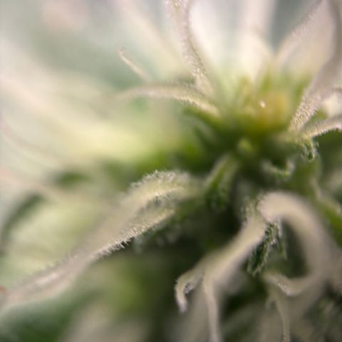 Frosted Guava growlog timeline photo