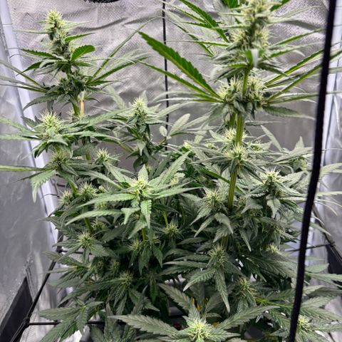 Frosted Guava growlog timeline photo