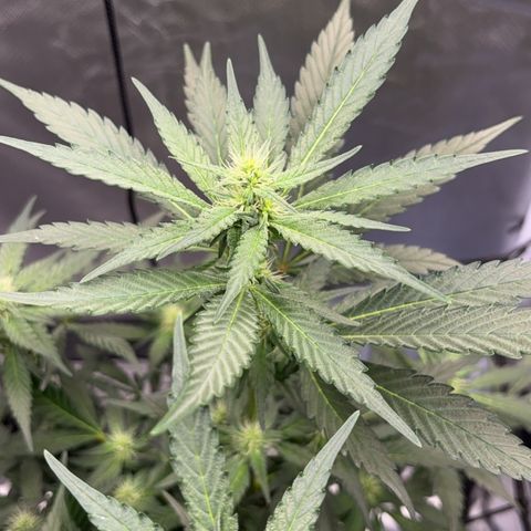 Frosted Guava growlog timeline photo