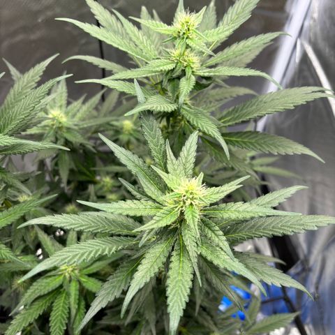Frosted Guava growlog timeline photo