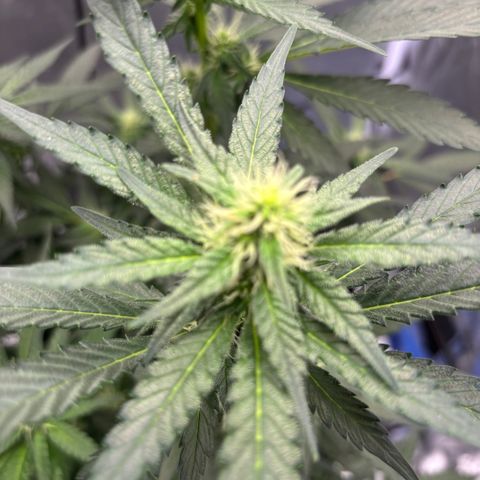 Frosted Guava growlog timeline photo