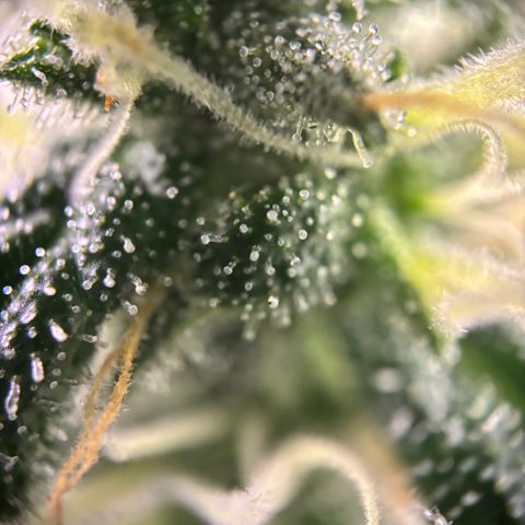 Frosted Guava growlog timeline photo