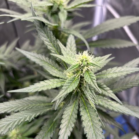Frosted Guava growlog timeline photo