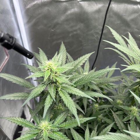 Frosted Guava growlog timeline photo