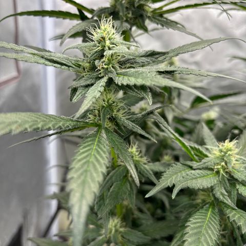 Frosted Guava growlog timeline photo