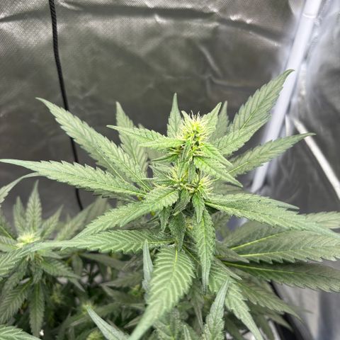 Frosted Guava growlog timeline photo