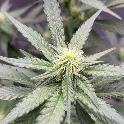 Frosted Guava growlog timeline photo