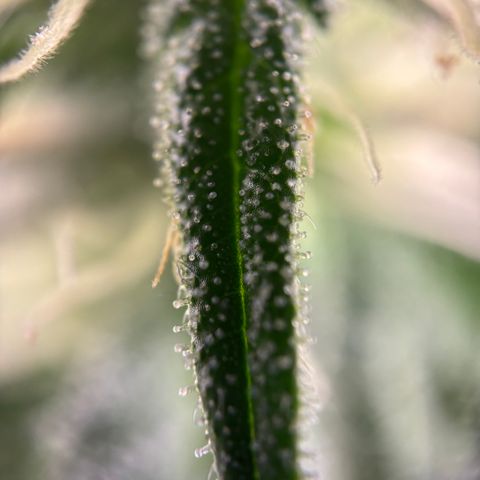 Frosted Guava growlog timeline photo
