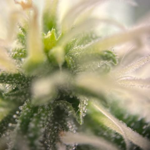 Frosted Guava growlog timeline photo