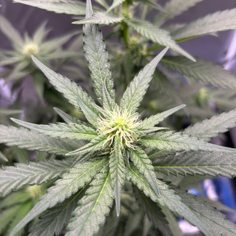 Frosted Guava growlog timeline photo