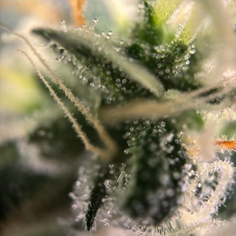 Frosted Guava growlog timeline photo