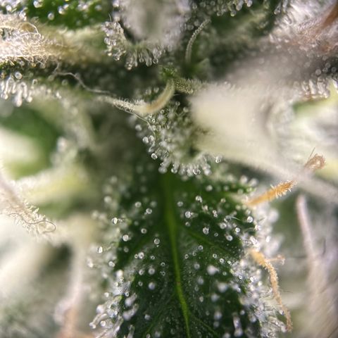 Frosted Guava growlog timeline photo