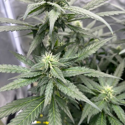 Frosted Guava growlog timeline photo