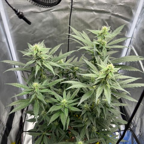 Frosted Guava growlog timeline photo