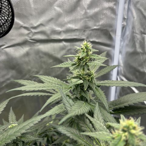Frosted Guava growlog timeline photo