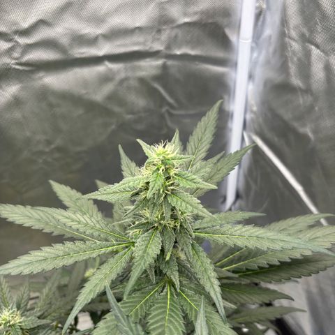 Frosted Guava growlog timeline photo