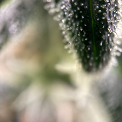 Frosted Guava growlog timeline photo
