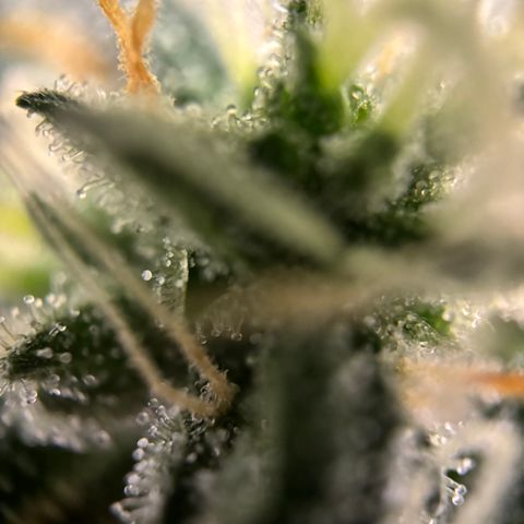 Frosted Guava growlog timeline photo