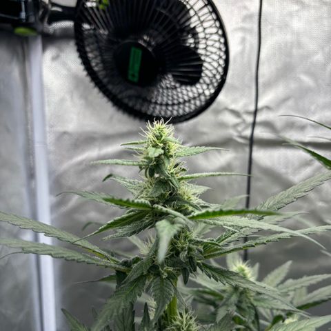 Frosted Guava growlog timeline photo