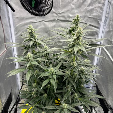 Frosted Guava growlog timeline photo