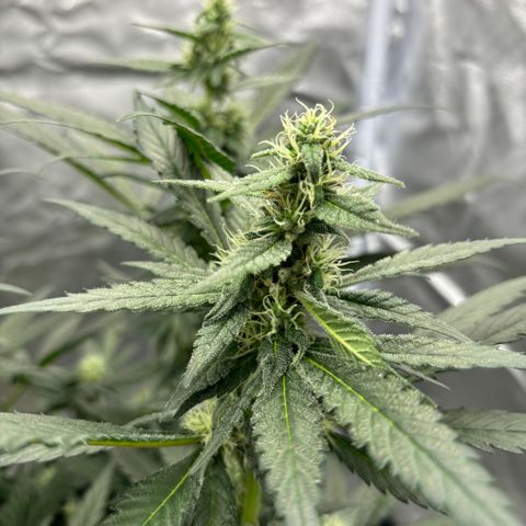 Frosted Guava growlog timeline photo