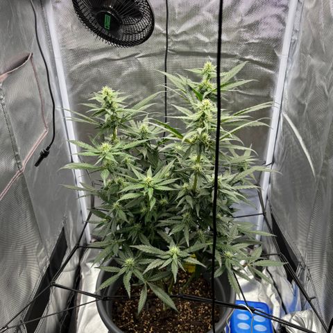 Frosted Guava growlog timeline photo