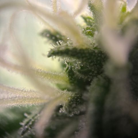 Frosted Guava growlog timeline photo