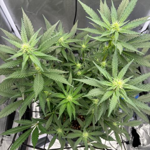 Frosted Guava growlog timeline photo