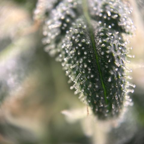 Frosted Guava growlog timeline photo