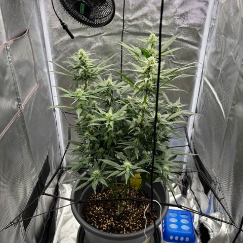 Frosted Guava growlog timeline photo