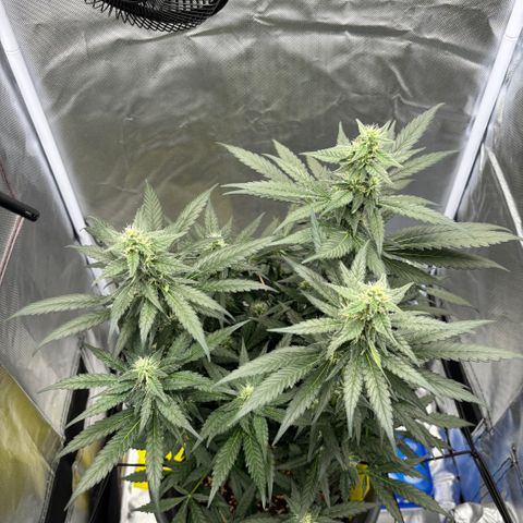Frosted Guava growlog timeline photo