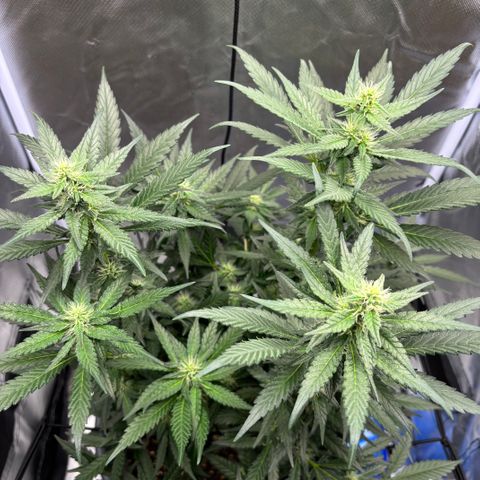 Frosted Guava growlog timeline photo